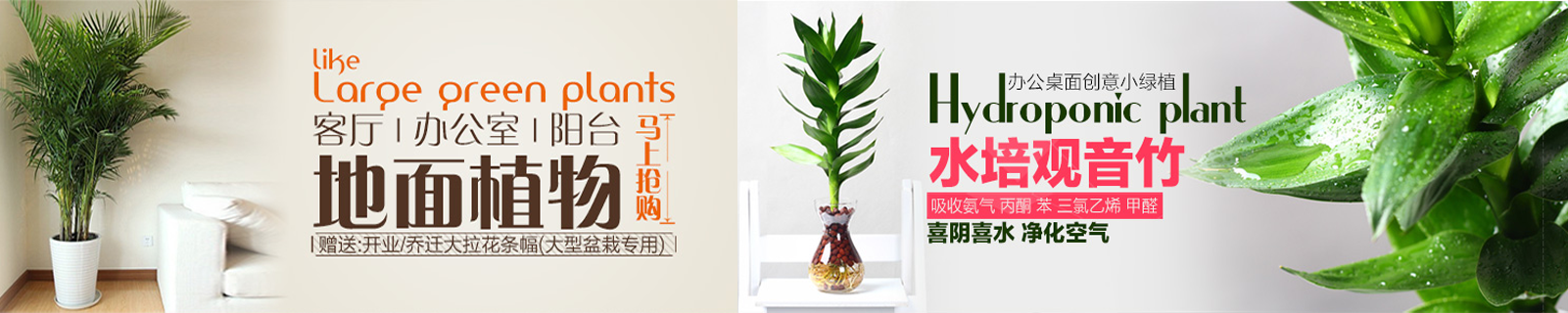 西安綠植租擺 西安綠植租擺